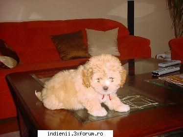 my dog:cool: pt toti indienii